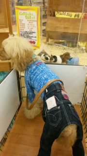 �r�o�z�[��